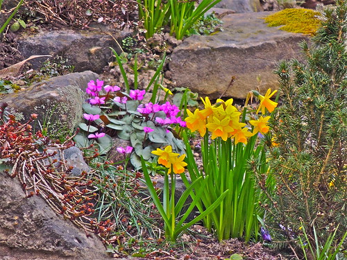 From the Back Door,---0ºC on the Rockery, 3rd April.   ..........(93/365) by Irene_A_