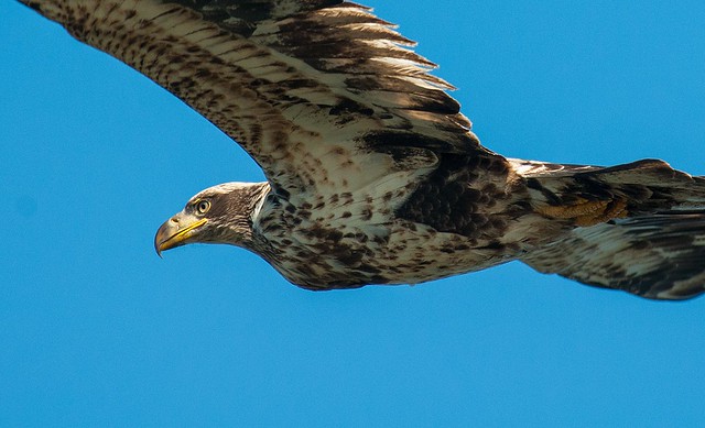 Juvenile Bald Eagle fly by 1