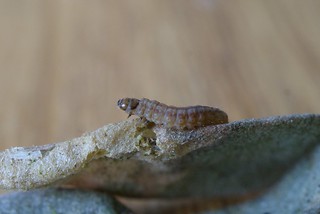 Scrobipalpa instabilella larva