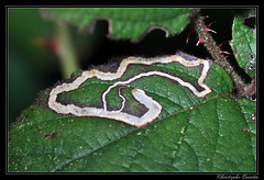 Lepidoptera/Nepticulidae