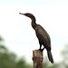Indian Cormorant - Bolgoda Lake - Sri Lanka