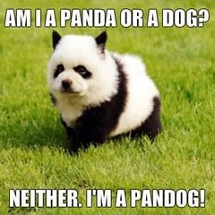 Panda or Dog?