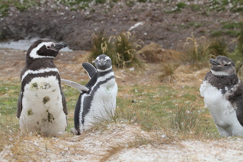 Magellenic Penguin Falklands February 2013 by graham crick
