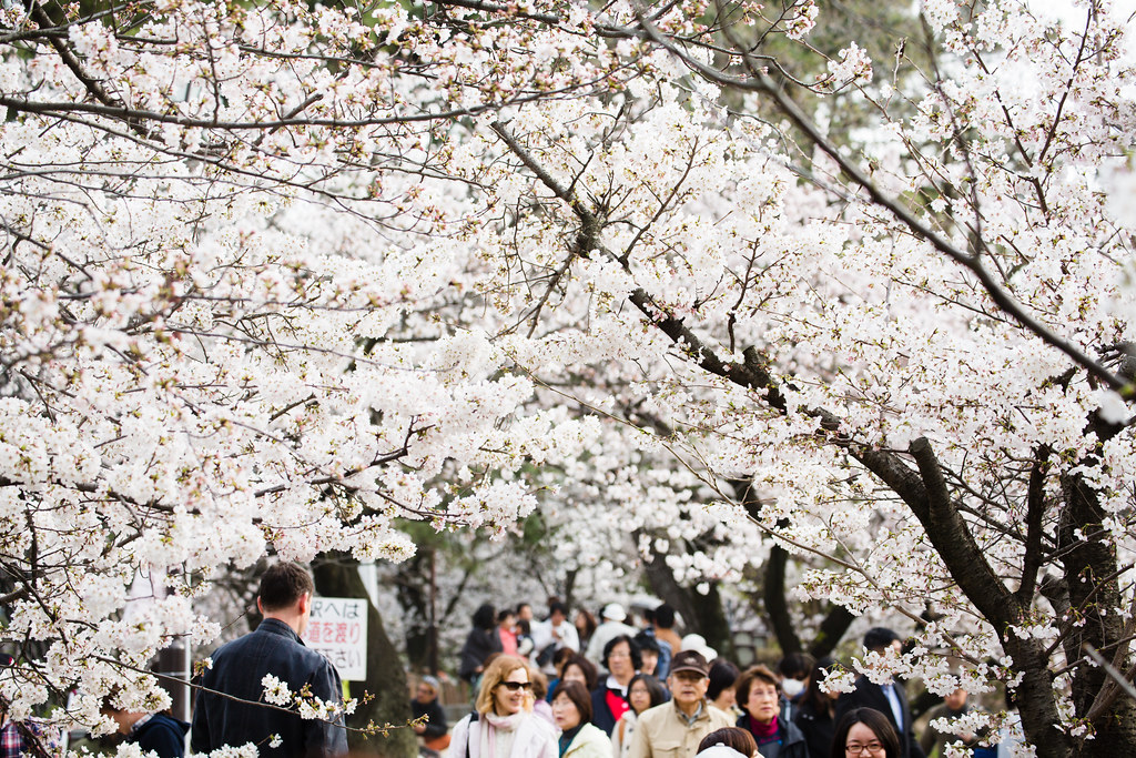 Стильные японцы под цветущей сакурой и сакура над рекой Nishinomiya-shi, Hyogo Prefecture, Japan, 0.006 sec (1/160), f/5.0, 108 mm, EF70-300mm f/4-5.6L IS USM