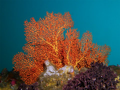 Offshore reefs, Sydney