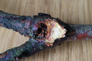 Lampronia fuscatella - opened gall on Birch