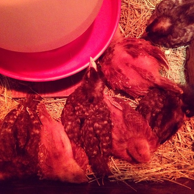 Sleeping chickens