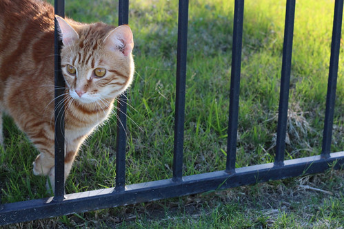 Neighborhood cat escaping his yard