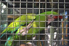 Key West 2012 Nancy Forrester's Parrots