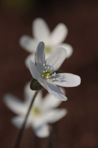 Glowing Hepatica by conniee4 aka Connie Etter