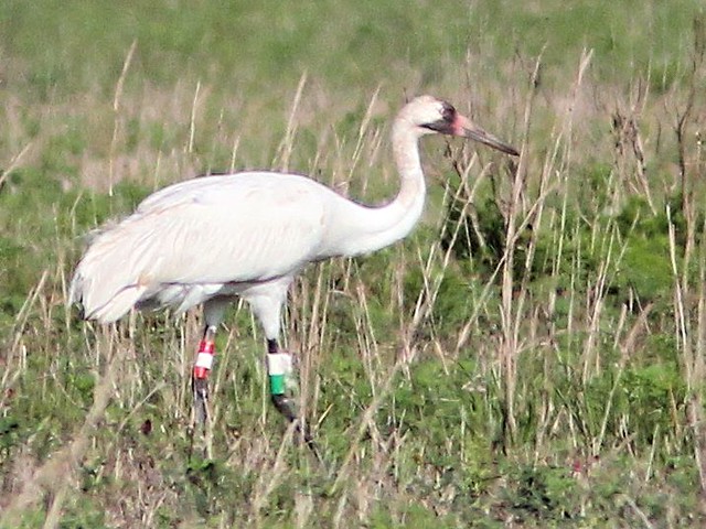 Whooping Crane Number 16-12 4-20130414