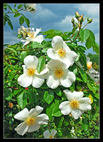 Lewis Ann Roses - Ginter Botanical Garden 