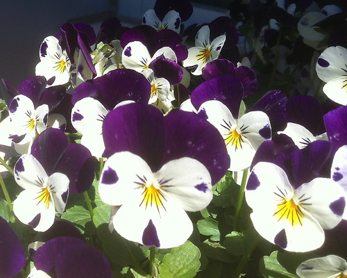 Sweet Violas by randubnick