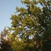 Garden Inventory: Chinese Elm (Ulmus parvifolia) - 07