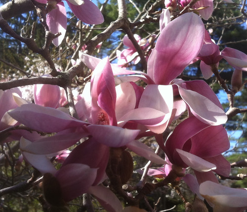Magnolia Blossoms Closeup by randubnick