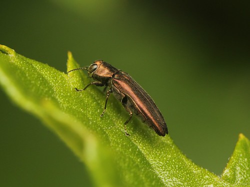Agrilus komareki クワナガタマムシ