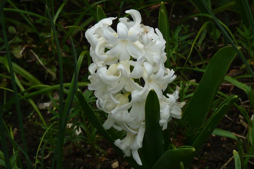 Hidden Hyacinth