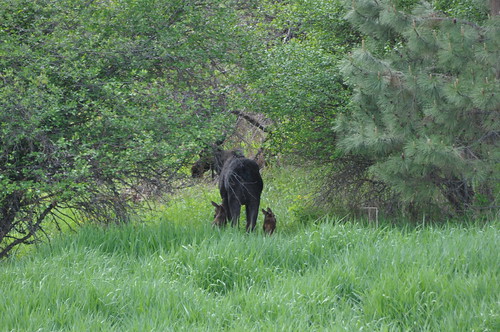 Mom moose and two mooselets