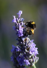 Lavender Bees: back garden