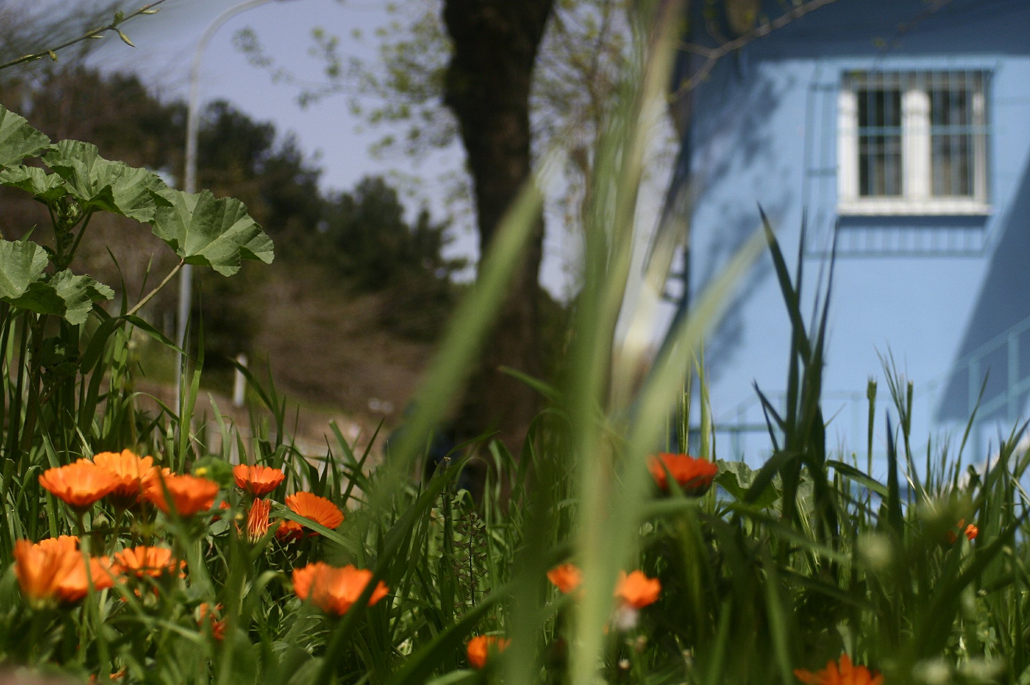Orange flowers, blue house
