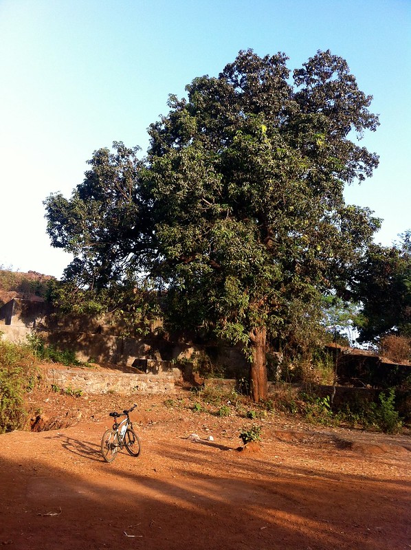 Ghodbunder Fort - Mango Tree