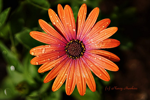 Vibrant Petals by Nancy Hawkins