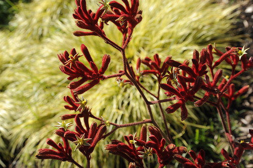 Fuzzy red desert flowers, succulents, sand grass, Avatar Hotel, Santa Clara, California, USA by Wonderlane