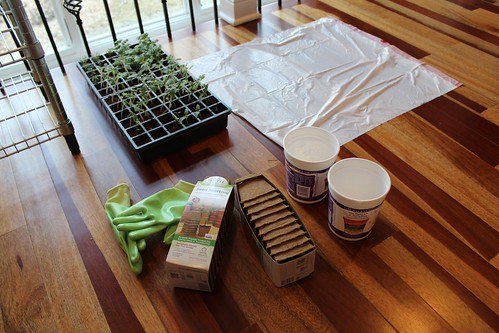 Thinning and repotting station | coppertopkitchen.blogspot.com