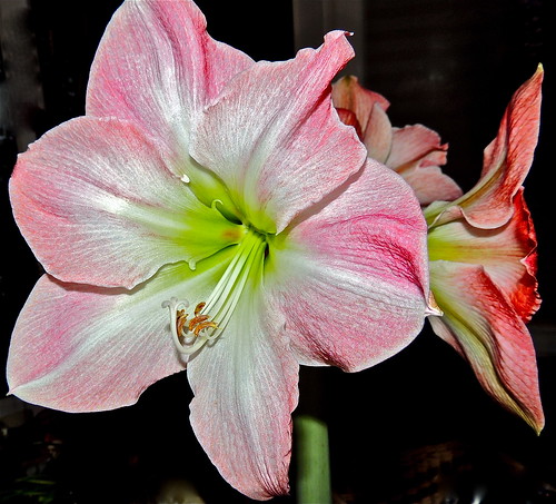 Amaryllis, Second Bloom ...(90/365) by Irene_A_
