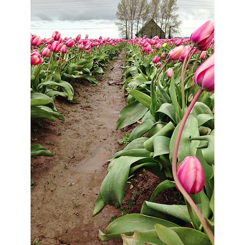 #PicTapGo #tulips