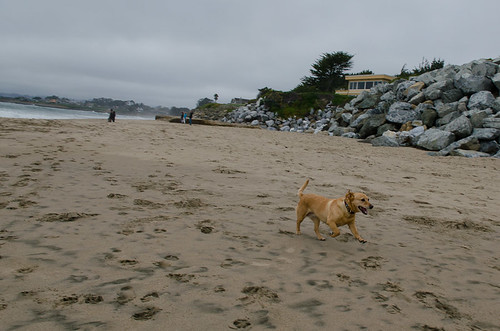 Dog beach santa cruz