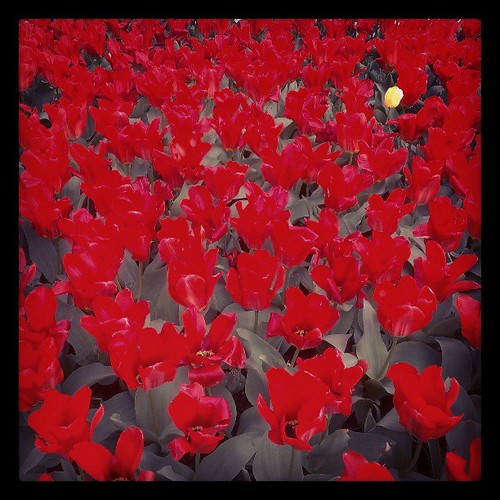 One yellow flower in a sea of red...