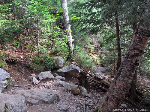 The trail to The Gorge, Ammonoosuc Ravine, White Mountain National Forest, New Hampshire