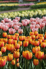 Keukenhof Gardens and tulip fields, Holland