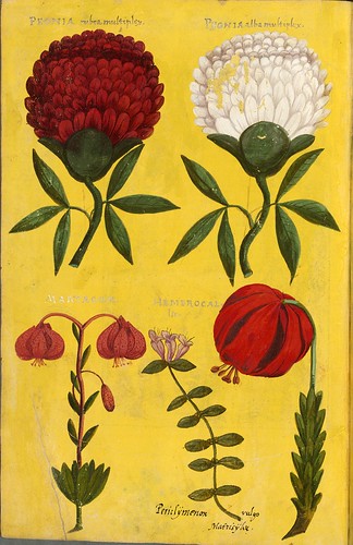 020-Pagina decorada con flores-Descripción del bautismo de la dama Isabel de Hesse-1598-Biblioteca Estatal de Baviera
