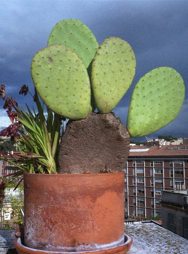 cactus - animated stereogram by pho-Tony