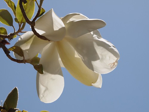 In the neighborhood…Magnolia grandiflora - 01