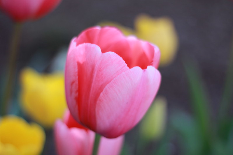 tulip by replicate then deviate
