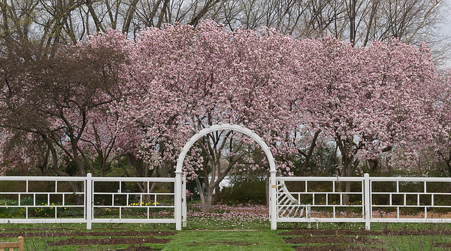 Missouri Botanical Garden (Shaw's Garden), in Saint Louis, Missouri, USA - rose garden gate