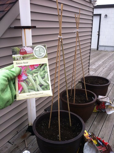 Planting peas | coppertopkitchen.blogspot.com