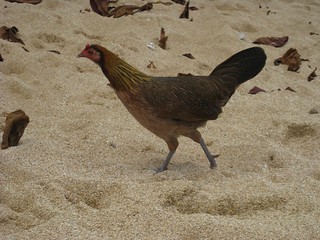beach chicken