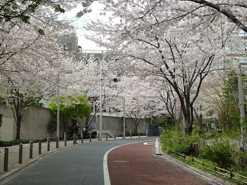 さくら坂の桜のトンネル～♪