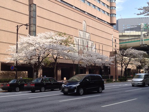 Cherry blossoms along the street