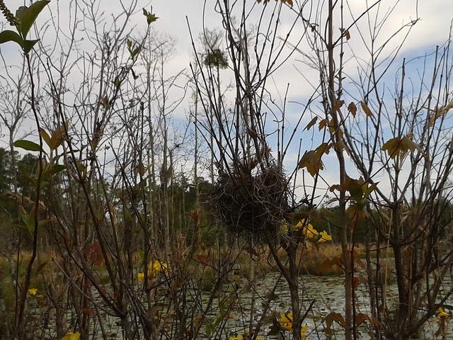 Bird nest and mistletoe