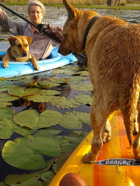 Brown Dog and Yellow Dog in boats