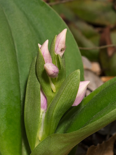 Galearis spectabilis with color showing in the buds