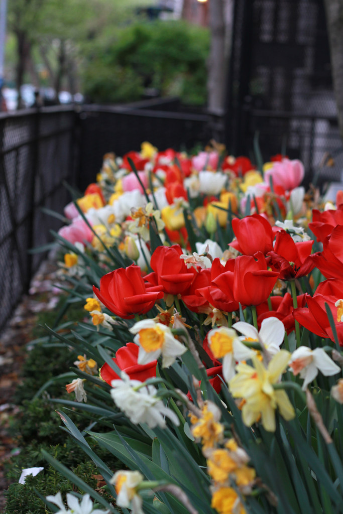 tulips, brooklyn