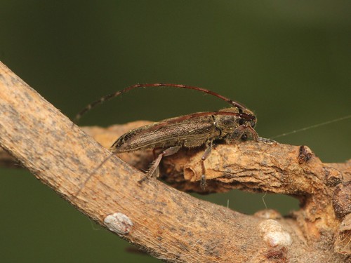 Asaperda agapanthina シナノクロフカミキリ
