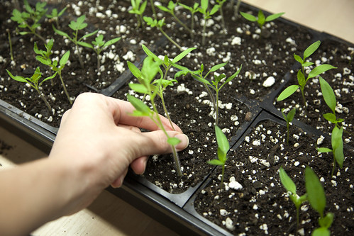 Thinning Seedlings