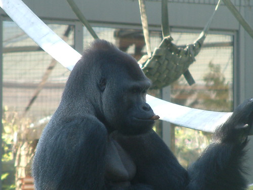Happy Mac , Columbus Zoo. by Sunshine Gorilla